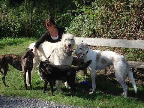 Best Friends Home Dog Boarding