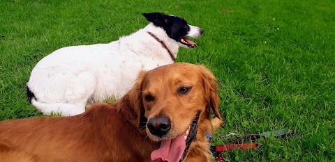 The Pack Leader Professional Dog Walking and Boarding Services. Check us out on Facebook and Rover.com.