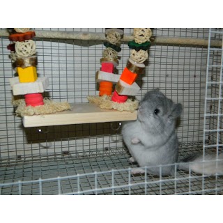 Chinchilla Lady