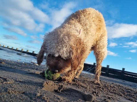 Roxy's Walkies