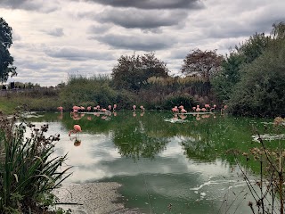 Flamingos