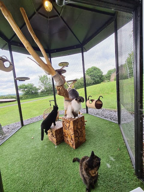 The Ings Luxury Cat Hotel