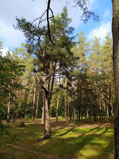 Малий Святошинський ліс