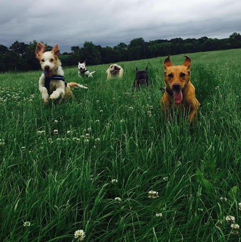 Redditch Dog Walking