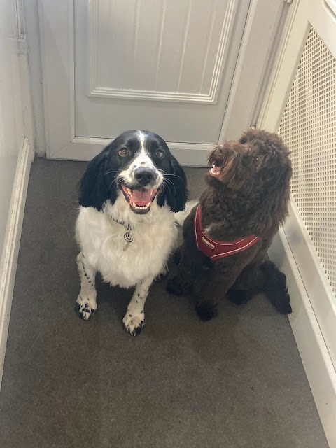 Posh paws of davenport Dog Groomers