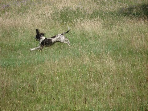 Best Friends Home Dog Boarding