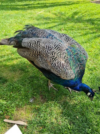 Seaforde Gardens & Tropical Butterfly House