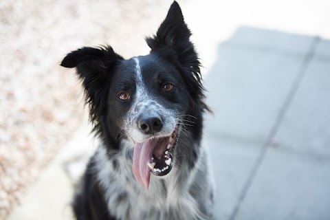 Summerhill Veterinary Centre