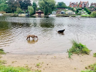 Unleashed Dog Sitting, Chester.