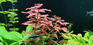 Aquarium Yellow and Red shrimps for sale in Milton Keynes