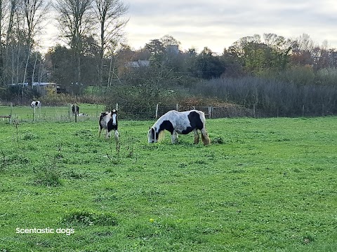 Bowthorpe Marsh