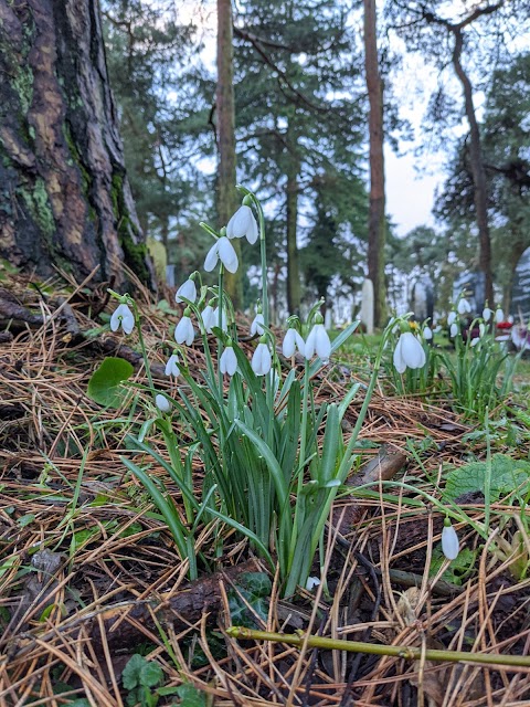 Toll's Meadow