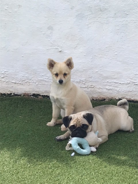 TheGoodDogsLife, HOME Boarding & Day care for Small Dogs