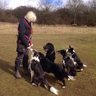 Paws in Motion Dog Walking & Pet Care in the Guildford & Surrounding Area