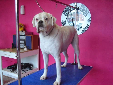 Catwalkdogs Dog Grooming Lounge