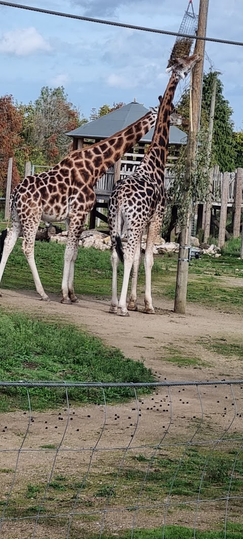 Giraffe House - Twycross Zoo