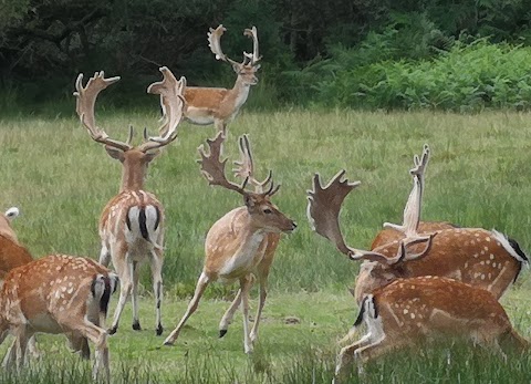 Bolderwood Deer Sanctuary