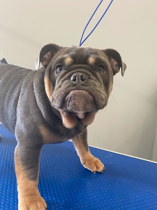 TidyTails DogGroomers