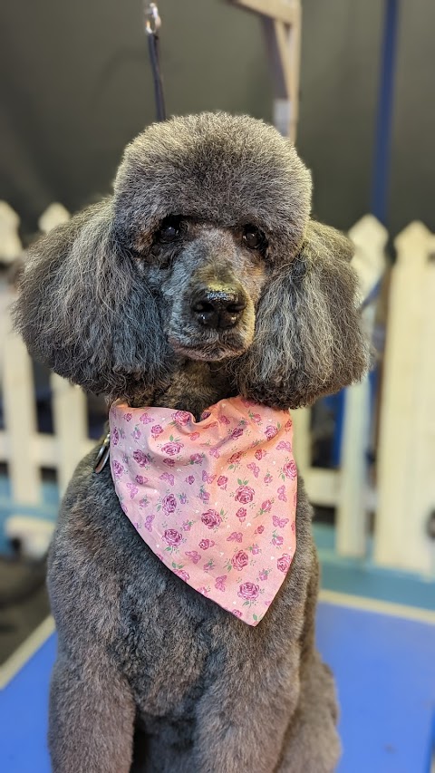 Cooper’s Canines Dog Grooming