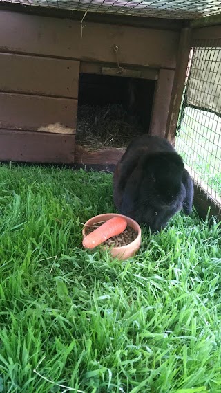 Wirral Rabbit and Guinea Pig Boarding