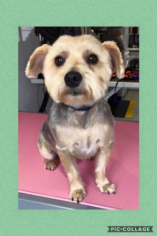 Roverz Return Dog Grooming Salon