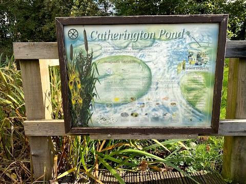 Catherington Pond