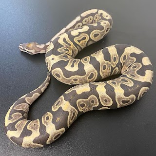 Living Art Ball Pythons