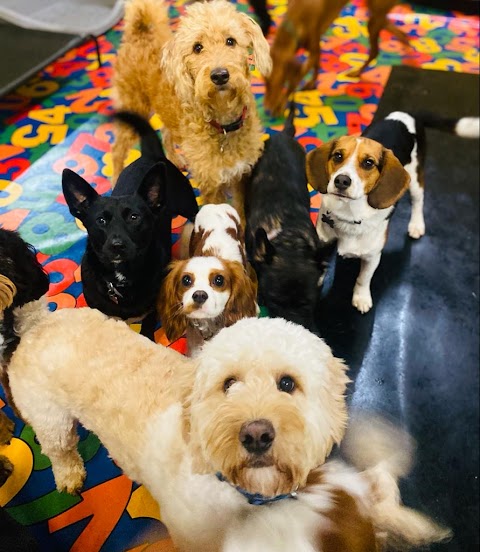 Daycare 4 Dogs