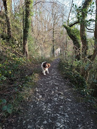 A L Y N Kennels And Cattery