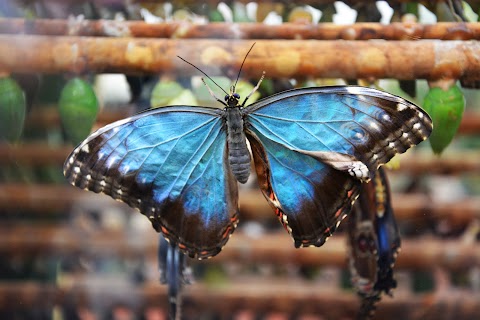 Stratford Butterfly Farm