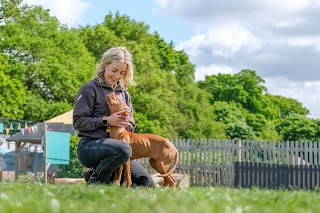 Bruce's Doggy Day Care Cobham