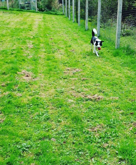 A L Y N Kennels And Cattery