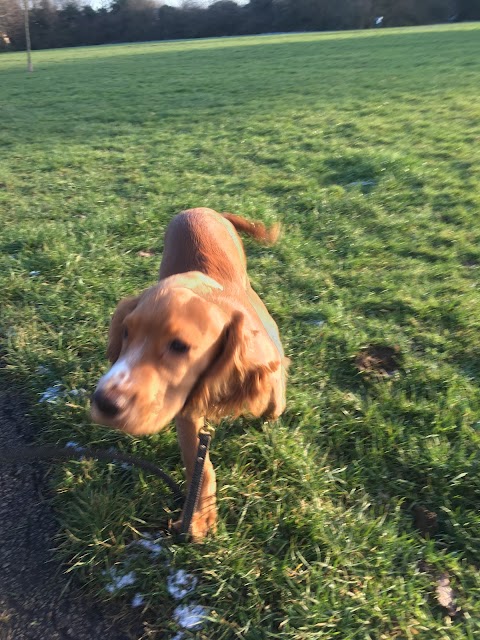 Pawesome Daycare And Walking