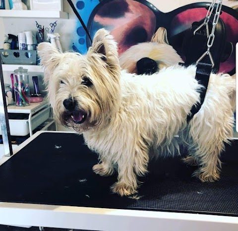 Premier Dog Grooming