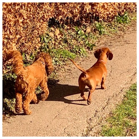 MyWaggyTails Chorley