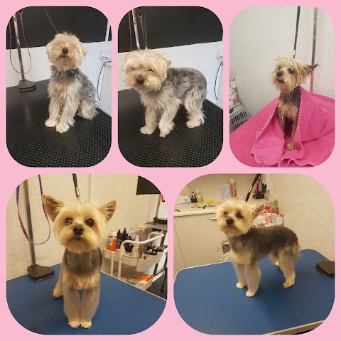 Glamour Pups Dog Grooming Derby