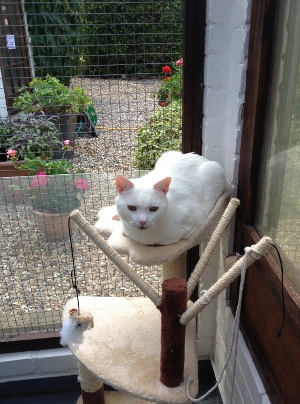 Cats Cradle Boarding Cattery