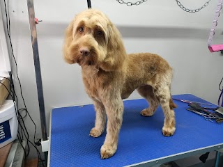 Paws & Scissors Dog Grooming