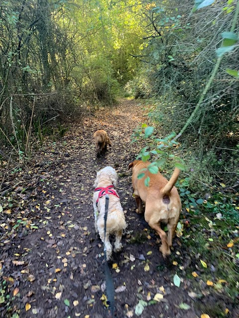 Wakefield Dog Walker Walking Doodles