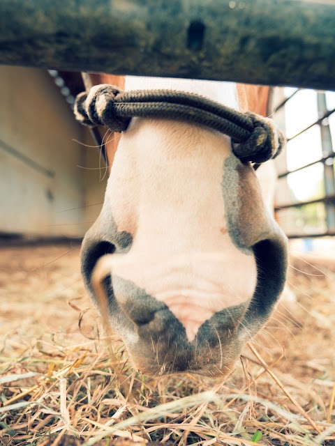 Wensum Valley Veterinary Surgeons