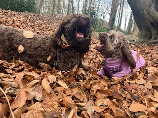 Happy Hounds Croxley