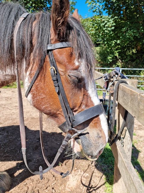 Adventure Clydesdale