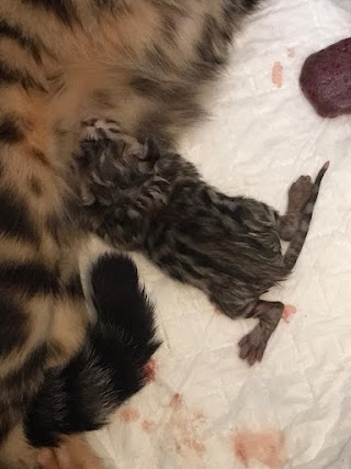 Gury’s Bengal Kittens