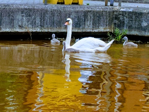 Bridgewater Cruises