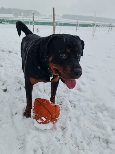 Bluerose Dog Park