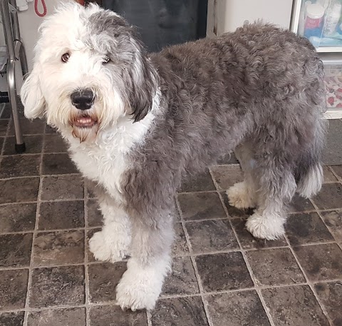 Little and Large Dog Grooming