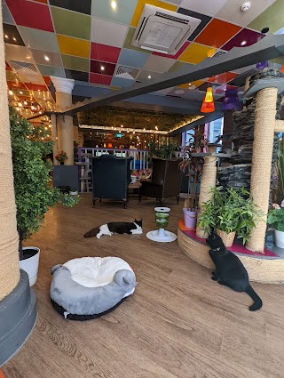 Kitty Cafe