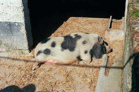 Finkley Down Farm