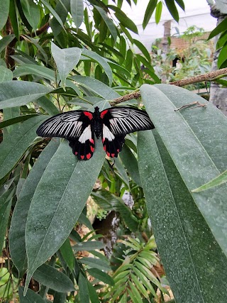 Stratford Butterfly Farm