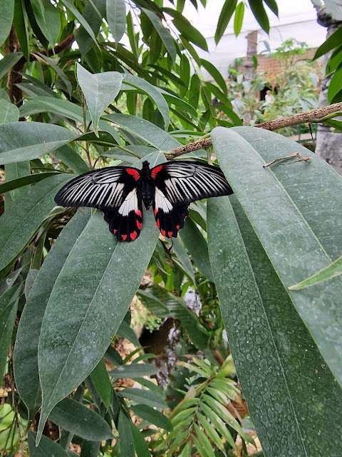 Stratford Butterfly Farm